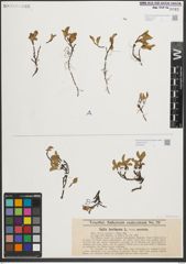 Foto von Salix herbacea L.